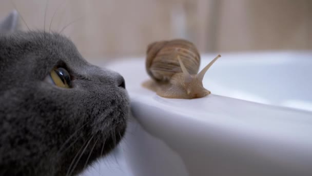Groot grijs Britse kat speelt met een kleine slak in de buurt van de spoelbak in de badkamer. 4K — Stockvideo