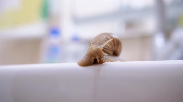 Achatina caracol rasteja lentamente ao longo da superfície branca da bacia. Fecha. 4K — Vídeo de Stock