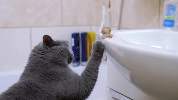 Große graue Britische Katze spielt mit einer kleinen Schnecke in der Nähe des Waschbeckens im Badezimmer. 4K — Stockvideo