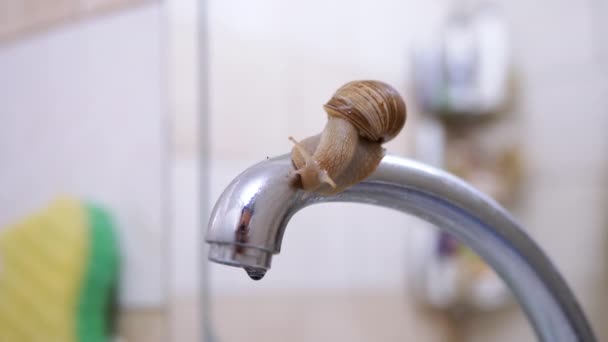 Snail Crawls on the Spout of a Water Tap and Drinks Drop of Water. 4K. Close up — Vídeos de Stock