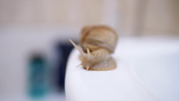 Achatina Snail Crawls Slowly Along the White Surface of Washbasin in Bathroom — Vídeos de Stock