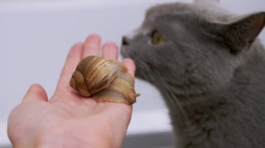 Büyük Gri İngiliz Kedisi, Küçük Salyangoz ile Dişi El 'de Sürünüyor. 4K
