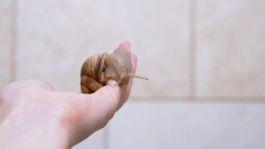 Beyaz Bulanık Arkaplanda Dişi Avuç 'ta Sürünen Büyük Salyangoz. Kapat.