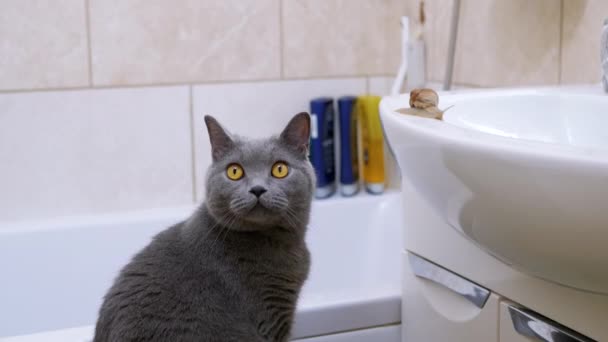 Grigio gatto britannico in bagno e una piccola lumaca sul lavandino uno sguardo alla fotocamera — Video Stock