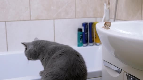 Koca, gri İngiliz kedisi sürünen salyangozun yanındaki banyoda dolaşıyor. 4K — Stok video