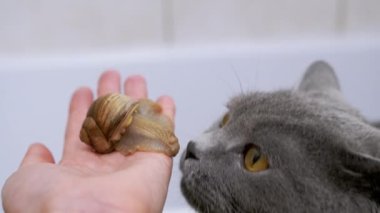 Büyük Gri İngiliz Kedisi, Küçük Salyangoz ile Dişi El 'de Sürünüyor. 4K