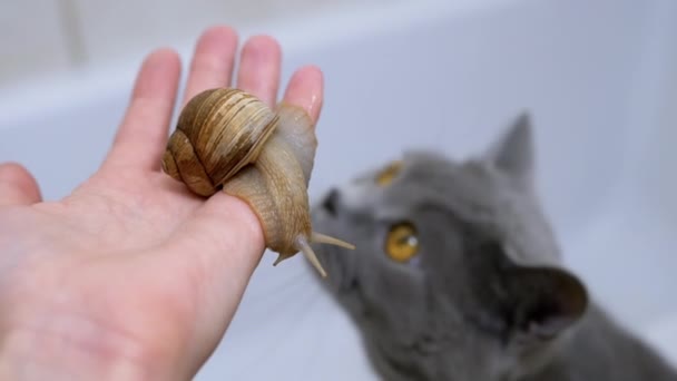 Большая улитка ползает на женской руке на фоне любопытного кота. 4K — стоковое видео