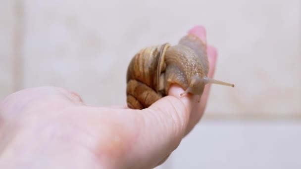 Große Schnecke krabbelt auf einer weiblichen Handfläche auf weißem, verschwommenem Hintergrund. Nahaufnahme — Stockvideo