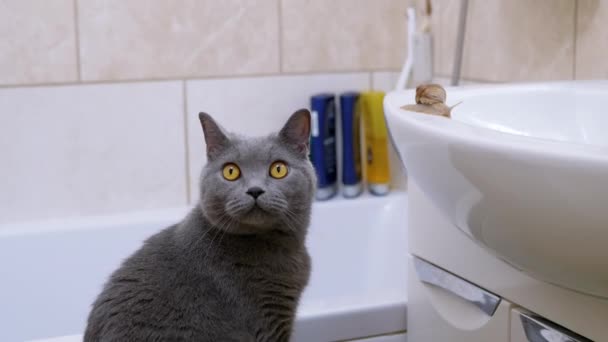 Gray British Cat in the Bathroom and a Small Snail on Sink a Looks at the Camera — 비디오