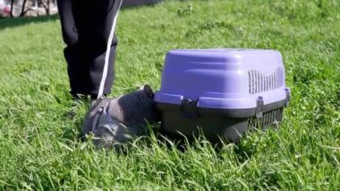 Child Walking a Fat Gray British Cat on a Leash in Open Air in Thick Grass. A scared large domestic cat hides in a carrier on green grass in rays of sunlight. Sunny windy weather. Pet on nature.