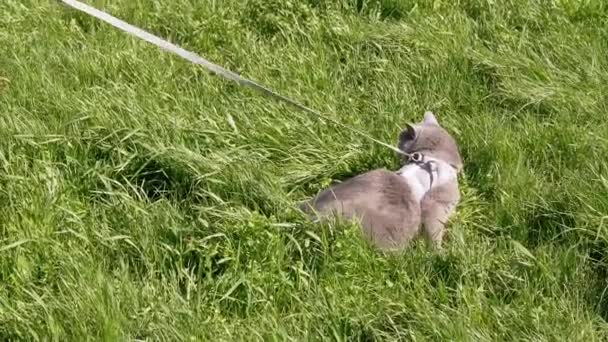 Walking Domestic Cat Long Leash Open Air Thick Grass Sun — стокове відео