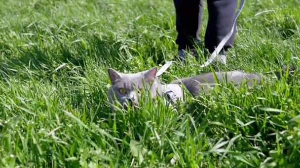 Child Walking Fat Gray British Cat Leash Open Air Thick — стоковое видео
