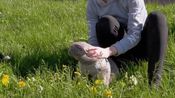 Female Walking Fat Domestic Cat Open Air Green Grass Dandelions — ストック動画