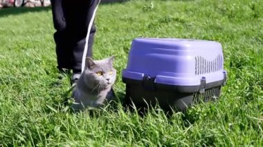 Kalın Çimenlerde Açık Hava 'da Şişko Gri İngiliz Kedisi Yürüyen Çocuk. Korkak bir evcil kedi, güneş ışığı altında yeşil çimlerin üzerinde taşıyıcının yanında oturur. Güneşli rüzgarlı hava. Doğada evcil hayvan.