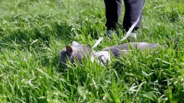 Kalın Çimenlerde Açık Hava 'da Şişko Gri İngiliz Kedisi Yürüyen Çocuk. Korkmuş büyük bir kedi güneş ışığında yeşil çimlerin üzerinde oturur, güneşte saklanır ve etrafına bakar. Güneşli rüzgarlı hava. Doğa.