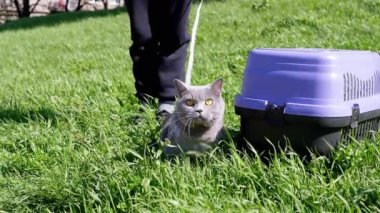 Kalın Çimenlerde Açık Hava 'da Şişko Gri İngiliz Kedisi Yürüyen Çocuk. Korkak bir evcil kedi, güneş ışığı altında yeşil çimlerin üzerinde taşıyıcının yanında oturur. Güneşli rüzgarlı hava. Doğada evcil hayvan.
