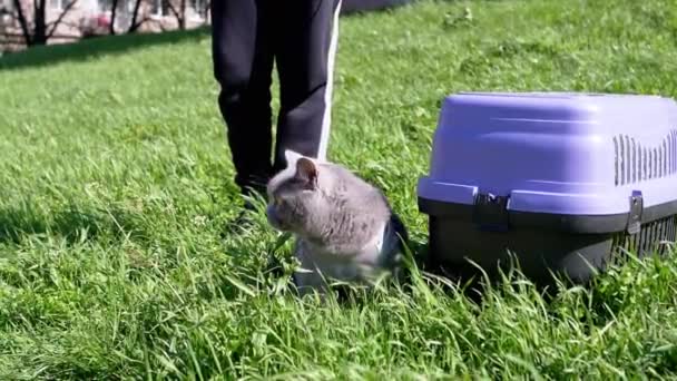 Child Walking Fat Gray British Cat Leash Open Air Thick — Vídeo de stock