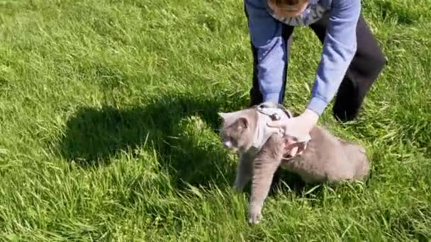 Criança Caminhando Gato Britânico Cinzento Gordo Uma Trela Livre Grama — Vídeo de Stock