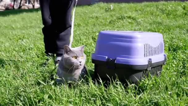 Child Walking Fat Gray British Cat Leash Open Air Thick — Vídeo de Stock