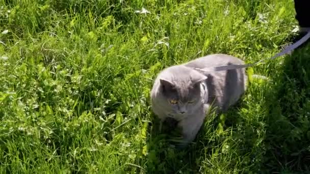 Criança caminhando um gato britânico cinza gordo em uma trela ao ar livre em grama grossa — Vídeo de Stock