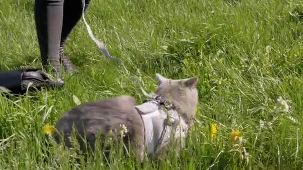 Female Walking a Fat Gray British Cat on a Leash in the Open Air near Home — Vídeos de Stock