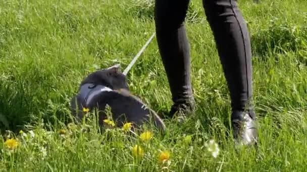 Propriétaire Marcher un gros chat britannique gris en laisse en plein air près de la maison — Video