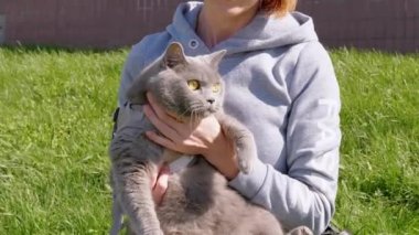 Kucağında Büyük Ev Sahibi Gri İngiliz Kedisi Tutan Kadın