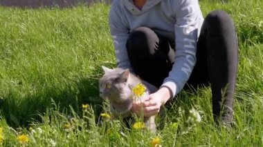 Yeşil Çimenli Açık Hava 'da Karahindiba ile Şişman Evcil Kedide Yürüyen Kadın