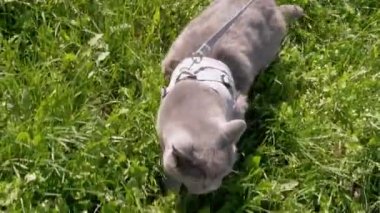 Kalın Çimenlerde Açık Hava 'da Şişman Gri İngiliz Kedisi Yürüyen Çocuk