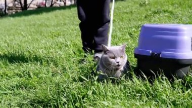Kalın Çimenlerde Açık Hava 'da Şişman Gri İngiliz Kediyi Yürüten Çocuk