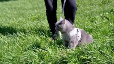 Child Walking a Fat Gray British Cat on a Leash in Open Air in Thick Grass