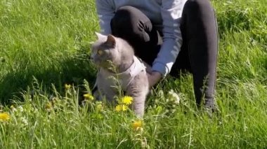 Yeşil Çimenli Açık Hava 'da Karahindiba ile Şişman Evcil Kedide Yürüyen Kadın