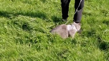 Kalın Çimenlerde Açık Hava 'da Şişman Gri İngiliz Kediyi Yürüten Çocuk