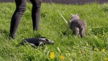 Ev Sahibi Şişko Gri İngiliz Kediyi Yuvanın yakınındaki Açık Hava 'da Yürürken