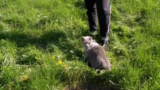 Barn gå en fet grå brittisk katt i koppel i fri luft i tjock gräs — Stockvideo