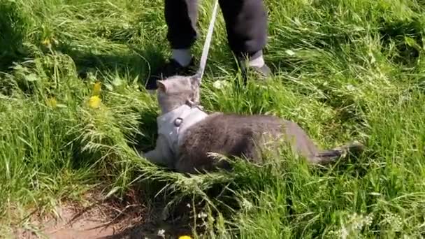 Niño caminando un gato británico gris gordo con una correa al aire libre en una hierba gruesa — Vídeo de stock