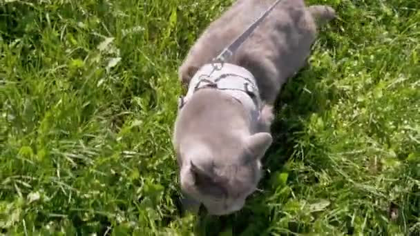 Barn gå en fet grå brittisk katt i koppel i det fria i tjock gräs — Stockvideo