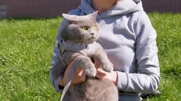 女性は屋外で大規模な家庭用グレーの英国猫を保持しています.閉じろ! — ストック動画