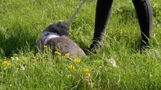 Ägare Walking en fet grå brittisk katt i koppel i det fria nära hemmet — Stockvideo