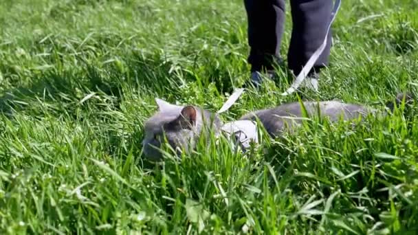 Barn gå en fet grå brittisk katt i koppel i fri luft i tjock gräs — Stockvideo