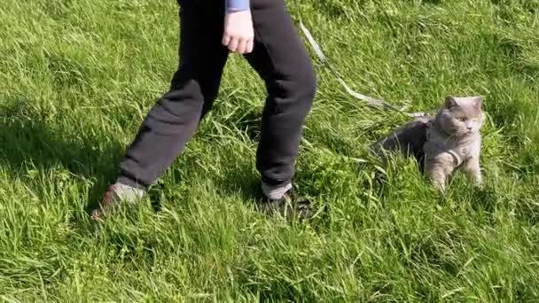 Criança caminhando um gato britânico cinza gordo em uma trela ao ar livre em grama grossa — Vídeo de Stock