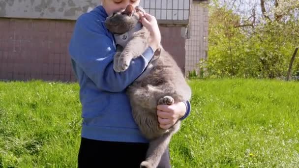 Sad Child Holding a Large Domestic Gray British Cat in his Arms Outdoors. Zoom — стоковое видео