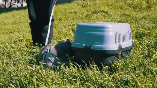 Дитина, яка ходить товстеньким сірим британським котом на човні просто неба в густій траві — стокове відео