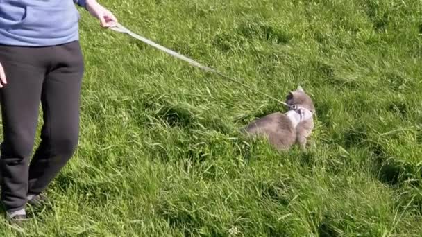Child Walking a Fat Gray British Cat on a Leash in Open Air in Thick Grass — Stockvideo
