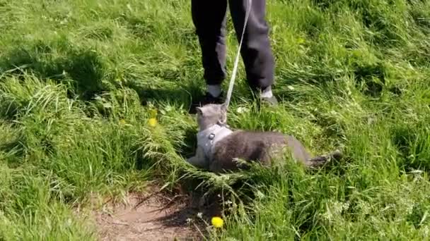 Barn gå en fet grå brittisk katt i koppel i fri luft i tjock gräs — Stockvideo