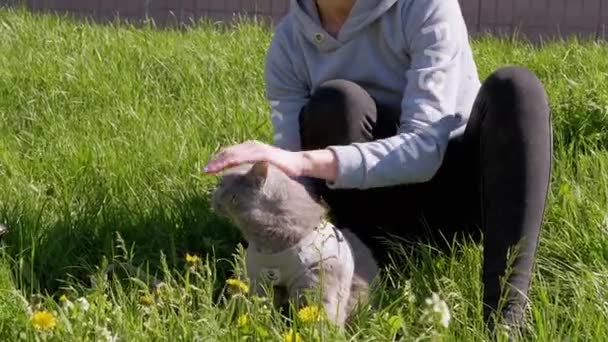 Female Walking a Fat Domestic Cat in the Open Air on Green Grass with Dandelions — Stok Video