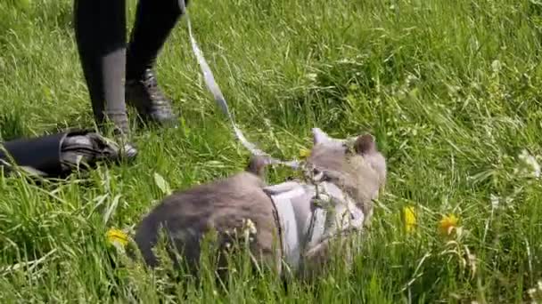 Propriétaire Marcher un gros chat britannique gris en laisse en plein air près de la maison — Video