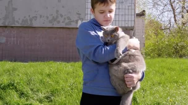 Sad Child Holding a Large Domestic Gray British Cat in his Arms Outdoors. Zoom — Stock Video
