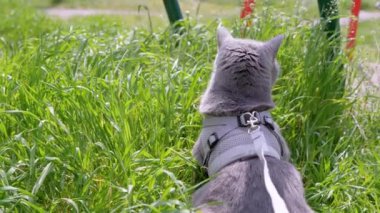 Gri İngiliz Evcil Kedisi Açık Yeşil Çimlerde Oturuyor. Arkadan bak. Kedi etrafına bakıyor, dinleniyor güneşte temiz hava soluyor. Bahçede yürüyen bir hayvan. Bahar. Renkli doğa. Güneş ışığı.
