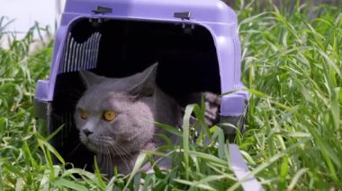 Gri Evcil Kedi Açık Hava 'da Evcil Hayvan Taşıyıcısında Oturuyor ve Saklanıyor. Büyük bir kedi dışarı çıkmaya korkuyor, etrafına bakıyor ve güneş ışığının yoğun yeşil çimlerini kokluyor. Hayvan yürüyüşü. 4K.